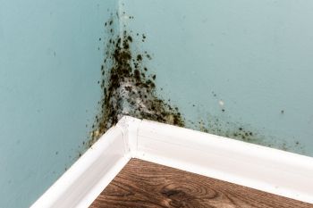 Mold Remediation in Bartlett, Illinois by Scene Cleaners